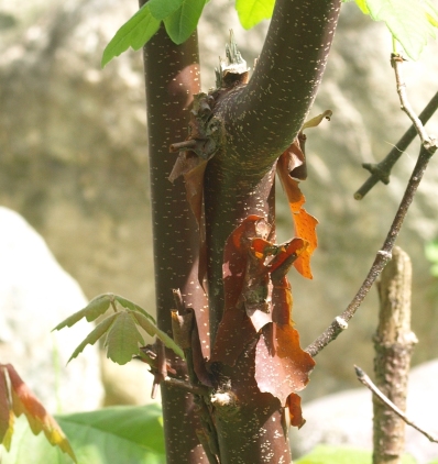 Acer griseum