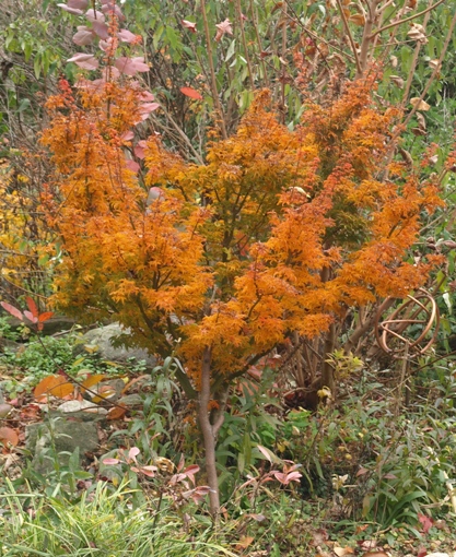 Acer palmatum 'Shishigashira'