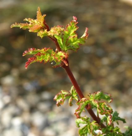 lion's head maple