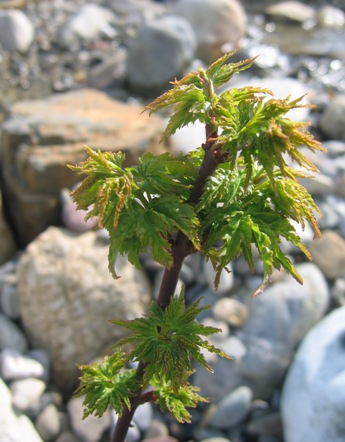 lion's head maple