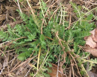 Achillea filipendulina 'Cloth of Gold'