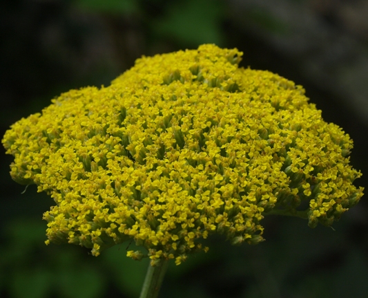 fern-leaf yarrow