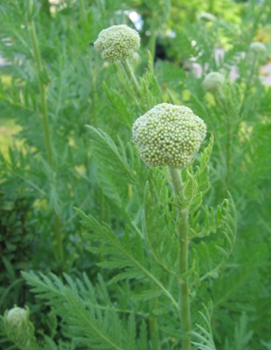 Sageperennial Flowers on Fern Leaf Yarrow Flowering Plants