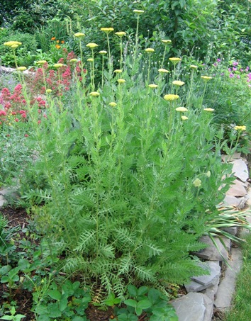 Achillea filipendulina 'Cloth of Gold'