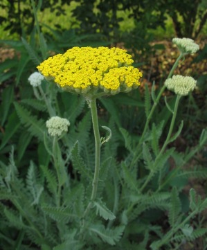 yarrow
