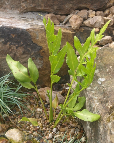 Acrostichum danaeifolium