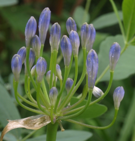 Agapanthus 'Headbourne Hybrids' and other hybrids
