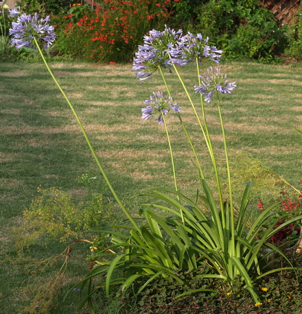 Agapanthus africanus