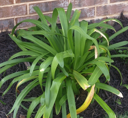 Agapanthus africanus