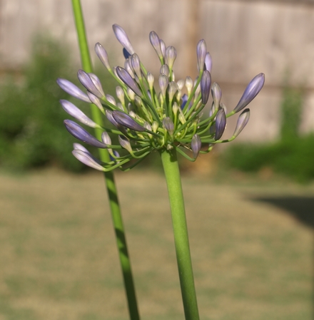 lily of the Nile