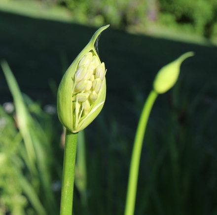 Agapanthus africanus