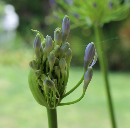 lily of the Nile