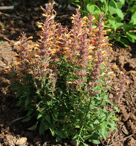 Agastache 'Peachie Keen'