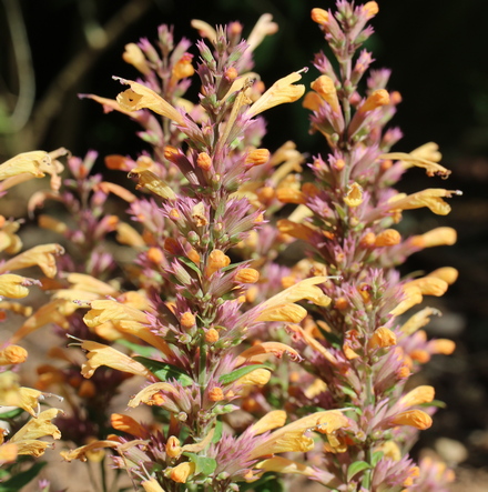 anise hyssop