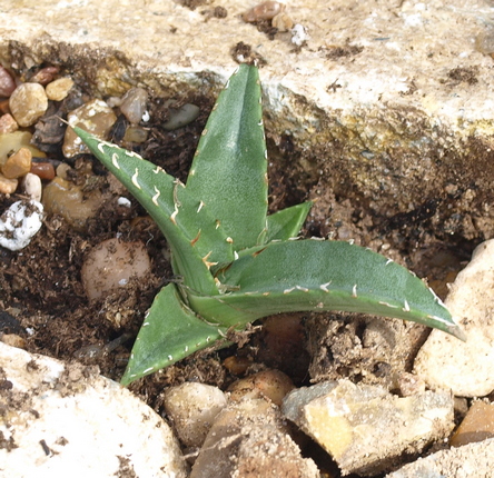 Agave lechuguilla