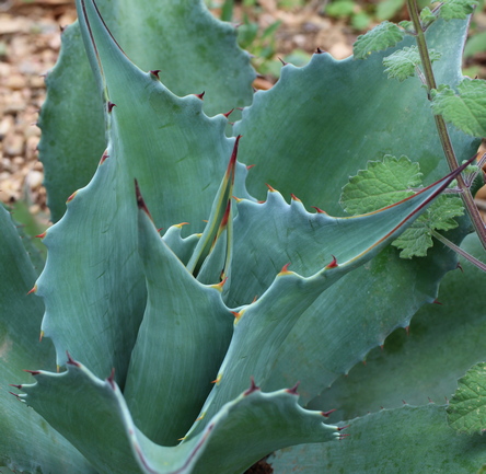 Agave ovatifolia