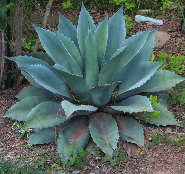 whale's tongue agave