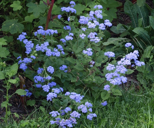 Ageratum houstonianum 'Leilani Blue'