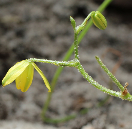 Albuca shawii