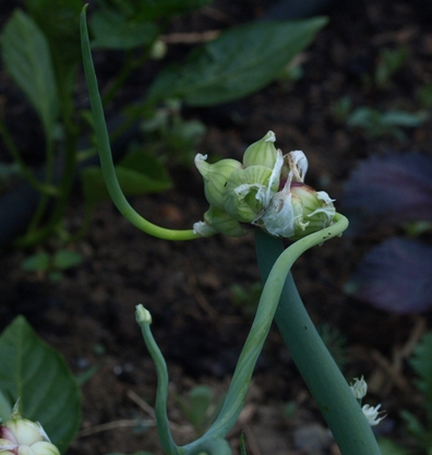 Egyptian walking onion