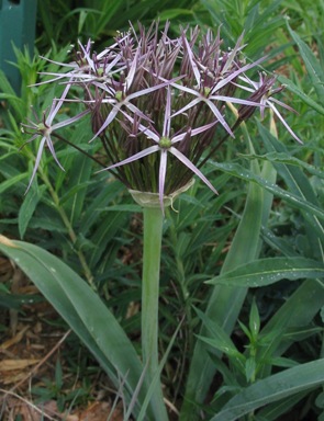 Allium cristophii