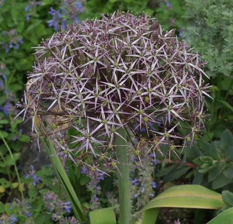 Allium cristophii