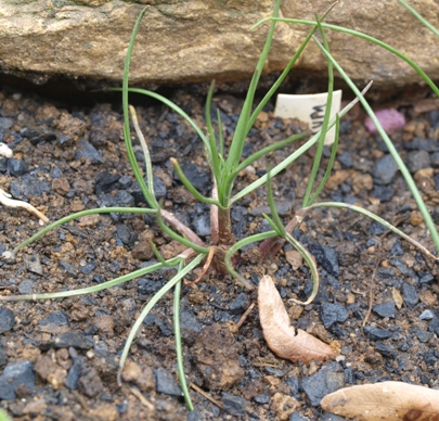 Allium daghestanicum