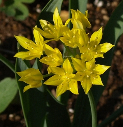 lily leek; golden garlic