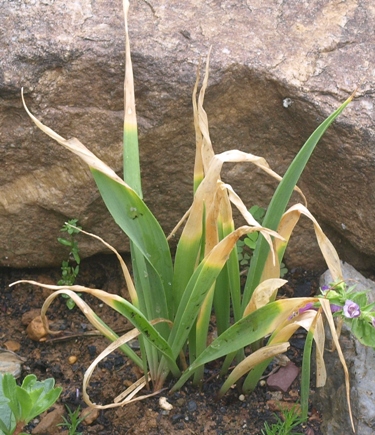 lily leek; golden garlic