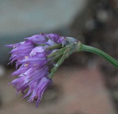 Allium cyathophorum var. farreri