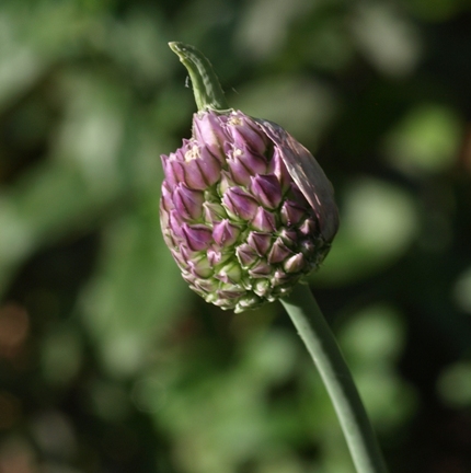 purple-flower garlic