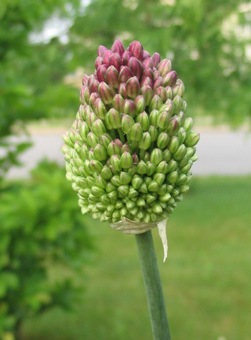 drumstick allium