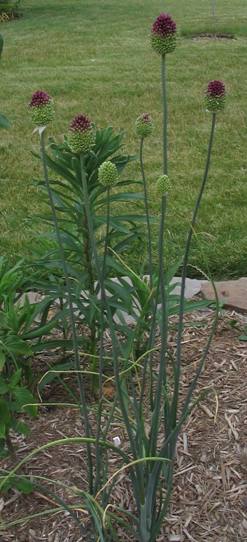 Allium sphaerocephalon