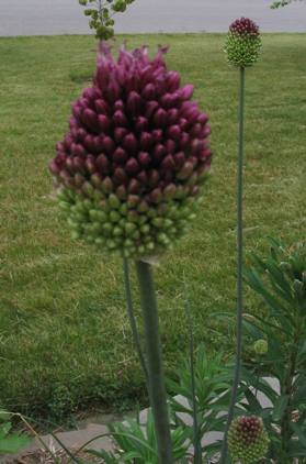 Allium sphaerocephalon