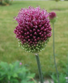 drumstick allium