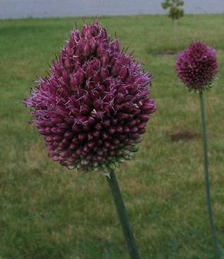 Allium sphaerocephalon