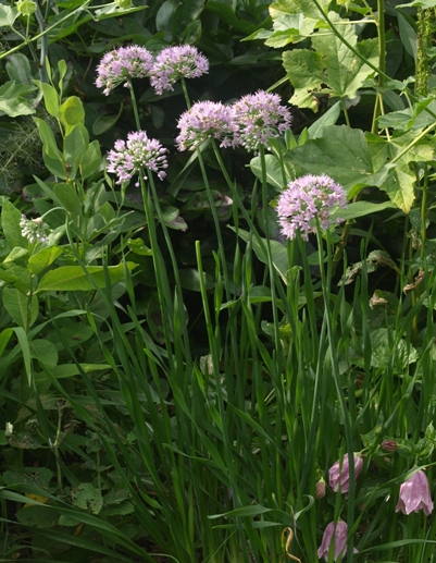 lavender globe lily