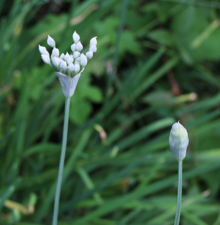 Allium texanum