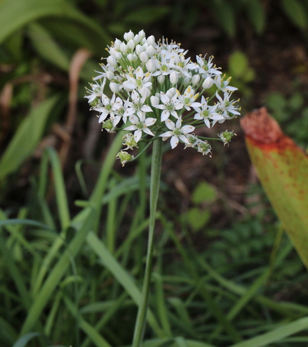 Texas onion