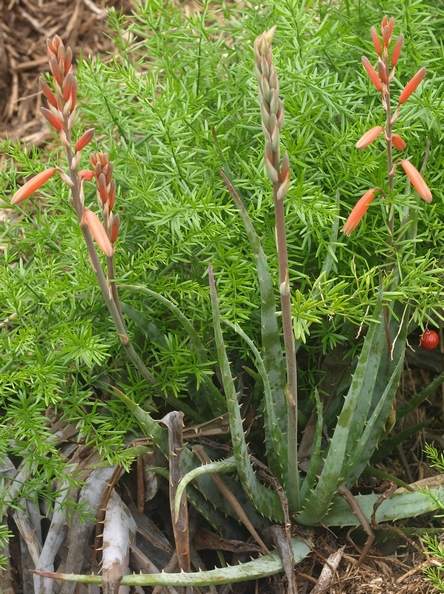 aloe