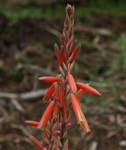 Aloe 'Blue Elf' and 'Hedgehog'