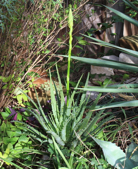 Aloe 'Blue Elf' and 'Hedgehog'