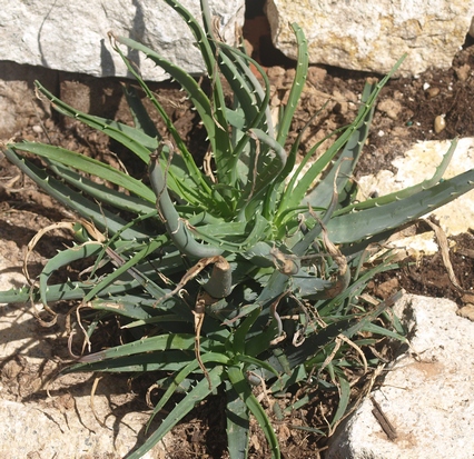 Aloe 'Blue Elf' and 'Hedgehog'