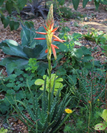 aloe