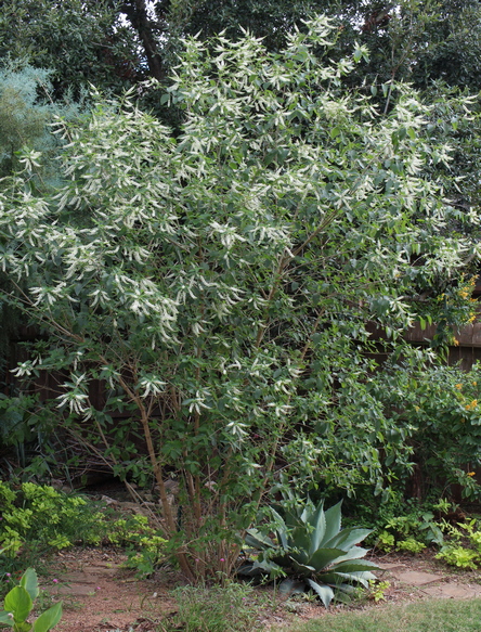 almond verbena