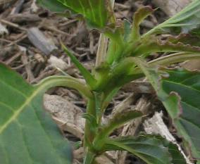 spiny amaranth; thorny pigweed