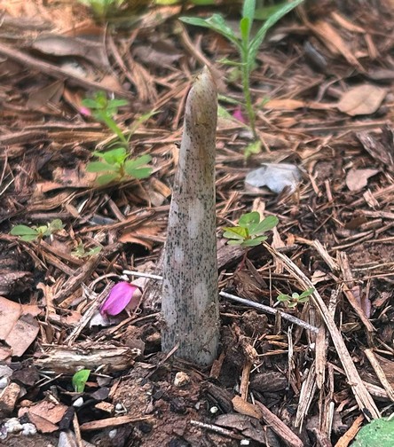 elephant foot yam; peony-leaf voodoo lily