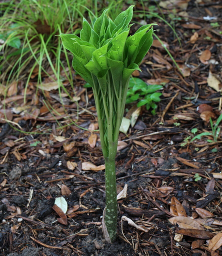 Amorphophallus paeoniifolius