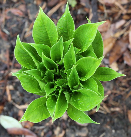elephant foot yam; peony-leaf voodoo lily