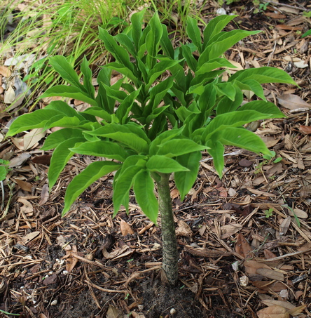 Amorphophallus paeoniifolius